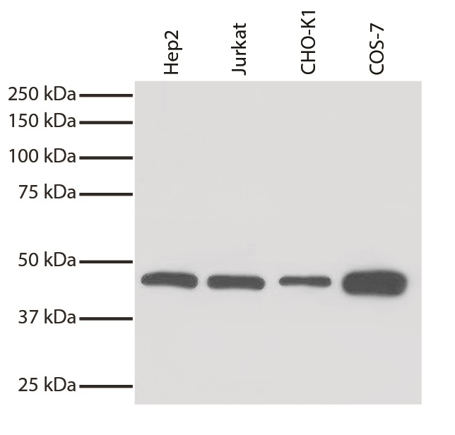 Western blot: Hep2, Jurkat, CHO-K1, and COS-7 cell lysates stained with Rat anti-beta actin antibody. Proteins were visualized using ARG22363 Goat anti-Rat Ig antibody (APC), pre-adsorbed and with chemiluminescent detection.
