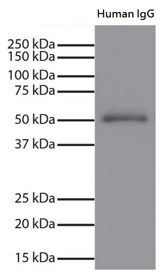 Western blot: Purified Human IgG stained with Mouse anti-Human IgG Fc. Secondary antibody: ARG22404 Goat anti-Mouse IgG antibody (HRP), pre-adsorbed.