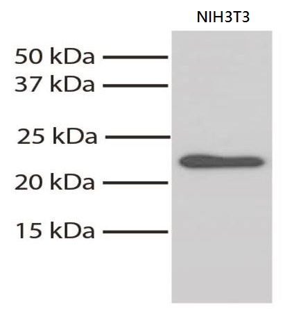 Western blot: NIH3T3 total cell lysates stained with ARG22306 anti-Bax antibody [6A7]. Secondary antibody: ARG22404 Goat anti-Mouse IgG antibody (HRP), pre-adsorbed.