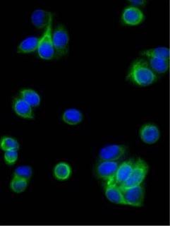 Immunofluorescence: Human pancreatic carcinoma cell line MIA PaCa-2 was stained with anti-Cytokeratin 18 antibody followed by ARG23735 Goat anti-Mouse IgG (H+L) antibody (FITC), pre-adsorbed and DAPI.