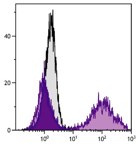 Flow Cytometry: BALB/c Mouse splenocytes stained with Rabbit anti-Mouse IgM antibody followed by ARG23752 Mouse anti-Rabbit IgG antibody [2A9] (PE).