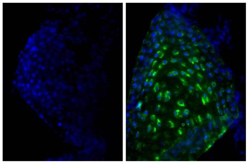 Immunohistochemistry: Frozen section of newborn Mouse cartilage was stained with ARG20787 anti-Collagen II antibody (right) followed by ARG23756 Donkey anti-Goat IgG (H+L) antibody (FITC), pre-adsorbed and DAPI.