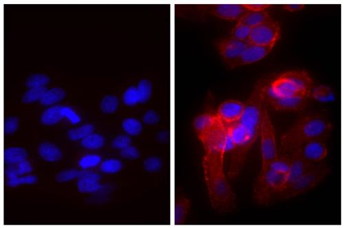Immunofluorescence: Human epithelial carcinoma cell line HEp-2 was stained with Mouse anti-Human CD44 (right) followed by ARG23758 Goat anti-Mouse IgG (H+L) antibody (TRITC), pre-adsorbed and DAPI.