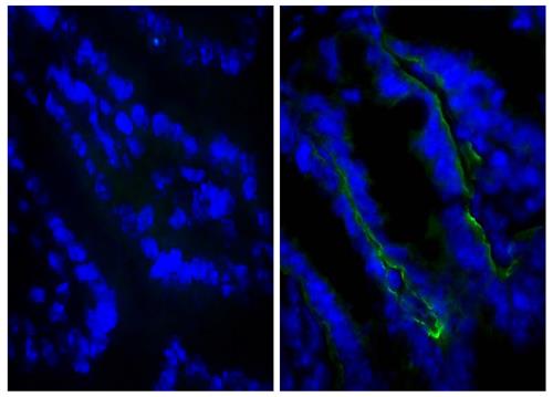 Immunohistochemistry: Frozen section of BALB/c Mouse intestine was stained with ARG21041 anti-Integrin beta 4 antibody [346-11A] (right) followed by ARG23770 Goat anti-Rat IgG (H+L) antibody (Biotin), pre-adsorbed, and Streptavidin-FITC.