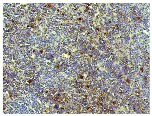 Immunohistochemistry: Paraffin-embedded Mouse spleen section was stained with ARG21539 Goat anti-Mouse IgA antibody followed by ARG23766 Donkey anti-Goat IgG (H+L) antibody (HRP), pre-adsorbed, DAB, and hematoxylin.