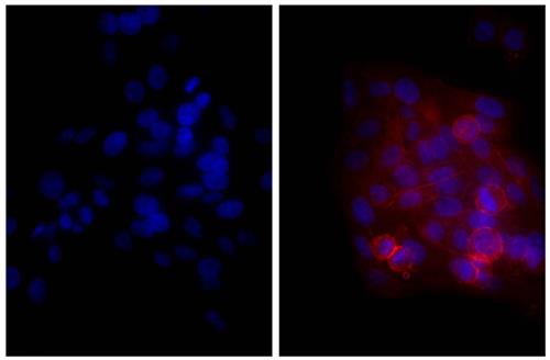 Immunofluorescence: Human epithelial carcinoma cell line HEp-2 was stained with Mouse anti-Human CD44 (right) followed by ARG23780 Goat anti-Mouse IgA + IgG + IgM antibody (Texas Red) (pre-adsorbed) and DAPI.