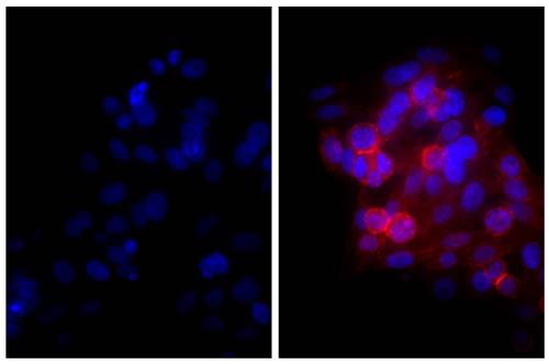 Immunofluorescence: Human epithelial carcinoma cell line HEp-2 was stained with Mouse anti-Human CD44 (right) followed by ARG23791 Goat anti-Mouse IgG (H+L) antibody (Texas Red), pre-adsorbed and DAPI.