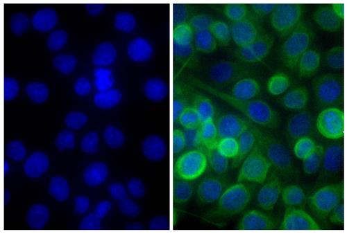 Immunofluorescence: Human pancreatic carcinoma cell line MIA PaCa-2 was stained with Mouse anti-Cytokeratin 18 (right) followed by ARG23794 Goat anti-Mouse IgG (H+L) antibody (FITC), pre-adsorbed and DAPI.