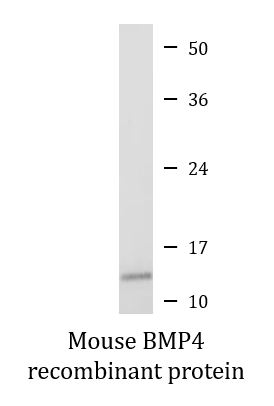 SDS-PAGE analysis of ARG70185 Mouse BMP4 recombinant protein (Active) (His-tagged, C-ter).