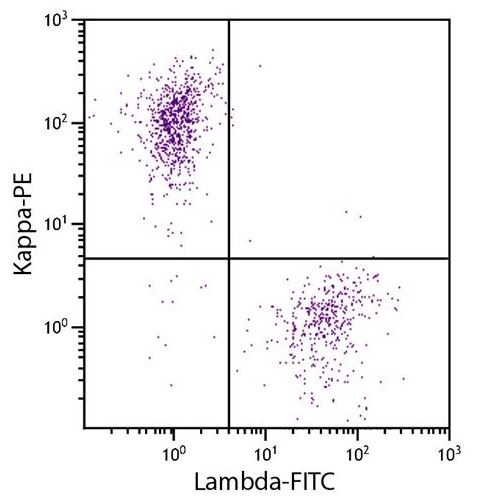 Flow Cytometry: CD19+ Human B-lymphocytes were stained with ARG24063 Goat anti-Human Kappa Light Chain antibody (PE) (pre-adsorbed) and Goat F(ab)2 anti-Human Lambda antibody (FITC).