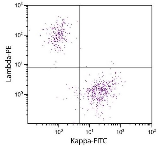 Flow Cytometry: CD19+ Human B-lymphocytes were stained with ARG24068 Goat anti-Human Lambda Light Chain antibody (PE) (pre-adsorbed) and ARG21678 Goat anti-Human Kappa Light Chain antibody, F(ab)2 fragment (FITC) (pre-adsorbed).
