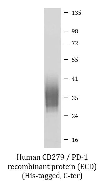 SDS-PAGE analysis of ARG70235 Human CD279 / PD-1 recombinant protein (ECD) (His-tagged, C-ter).