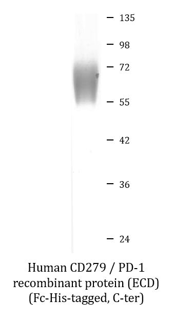 SDS-PAGE analysis of ARG70239 Human CD279 / PD-1 recombinant protein (ECD) (Fc-His-tagged, C-ter). SDS-PAGE analysis of ARG70239 Human CD279 / PD-1 recombinant protein (ECD) (Fc-His-tagged, C-ter).