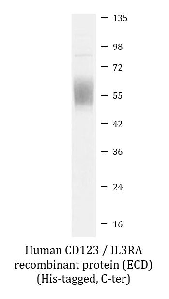SDS-PAGE analysis of ARG70252 Human CD123 / IL3RA recombinant protein (ECD) (His-tagged, C-ter). SDS-PAGE analysis of ARG70252 Human CD123 / IL3RA recombinant protein (ECD) (His-tagged, C-ter).