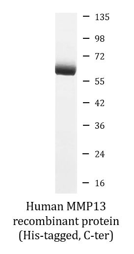 SDS-PAGE analysis of ARG70280 Human MMP13 recombinant protein (Active) (His-tagged, C-ter).