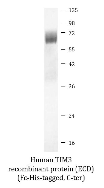 SDS-PAGE analysis of ARG70281 Human TIM3 recombinant protein (ECD) (Fc-His-tagged, C-ter). SDS-PAGE analysis of ARG70281 Human TIM3 recombinant protein (ECD) (Fc-His-tagged, C-ter).