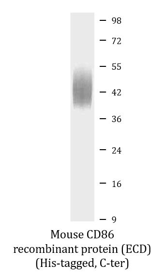 SDS-PAGE analysis of ARG70338 Mouse CD86 recombinant protein (ECD) (His-tagged, C-ter). SDS-PAGE analysis of ARG70338 Mouse CD86 recombinant protein (ECD) (His-tagged, C-ter).