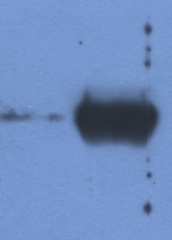 Western blot: 1) Fetal calf serum, and 2) Bovine serum stained with ARG63038 Mouse anti-Bovine IgG (Light Chain) antibody [IVA285-1].