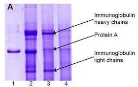 Immunoprecipitation and western blot: 1) GAPDH (1 microg). 2) GAPDH IP from rat heart tissue extract. 3) Only GAPDH preincubated with Protein A Sepharose. 4) Only Protein A Sepharose stained with ARG10112 GAPDH antibody [6C5].