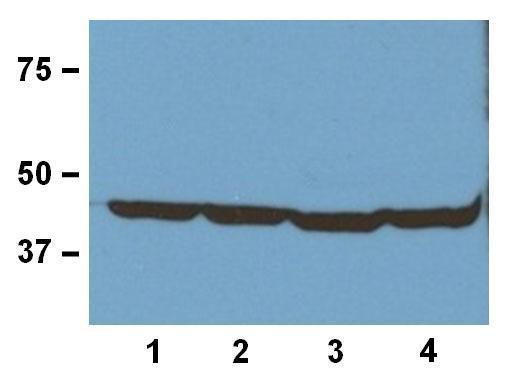 Western Blot: 20 microg of (1) human, (2) mouse, (3) rat, and (4) rabbit tissue lysates stained with ARG62346 anti-Actin antibody [BA3R] at 1:1000 (1 microg/mL) dilution