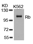 Western Blot: extracts from K562 cells stained with anti-Rb antibody ARG51103.
