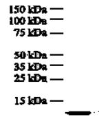 Western Blot: Recombinant human IL-8 stained with anti-IL8 antibody [I8-S2] (ARG10005)