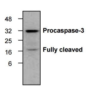Western blot: HeLa cells treated with camptothecin (2 microM) stained with anti-Caspase 3 antibody [C33] (ARG20001). The antibody recognizes both proform and the cleaved large fragment of caspase-3 in samples of human, mouse and rat origins. However, the optimal conditions should be determined individually.