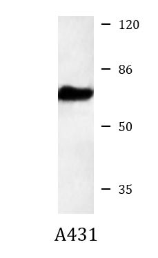 Phospho Foxo1 Fkhr Antibody Duo Total Ps256 Arg Arigo Biolaboratories