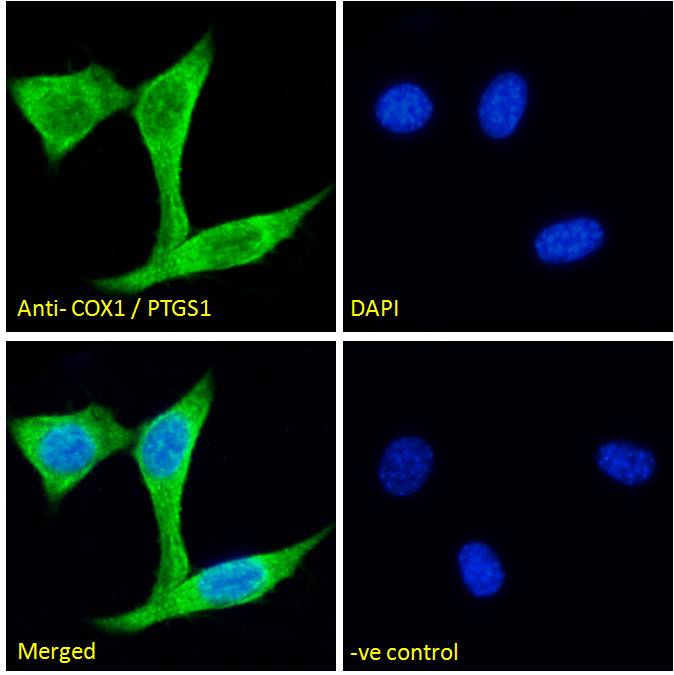 Immunofluorescence: Paraformaldehyde fixed NIH/3T3 cells permeabilized with 0.15% Triton. Cells were stained with ARG63193 anti-COX1 antibody (green) at 5 microg/ml dilution for 1 hour. DAPI (blue) for nuclear staining. Negative control: Unimmunized goat IgG (green) at 5 microg/ml dilution.