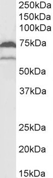 Western blot: 35 microg of U937 cell lysate (in RIPA buffer) stained with ARG63193 anti-COX1 antibody at 2 microg/ml dilution and incubated at RT for 1 hour.