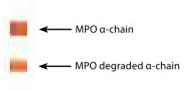 Western blot: MPO stained with ARG10400 anti-MPO / Myeloperoxidase antibody [18B7], under reducing conditions.