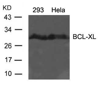 Western Blot: extracts from 293 and HeLa cells stained with anti-BCL-XL antibody ARG51057. Western Blot: extracts from 293 and HeLa cells stained with anti-BCL-XL antibody ARG51057.