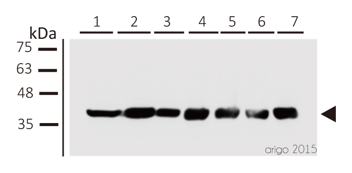 Western blot: 1) MCF-7 2) DU-145 3) A549 4) H1299 5) HCT116 6) HepG2 7) HUVEC stained with ARG10112 anti-GAPDH antibody [6C5] at 1:1000 dilution.