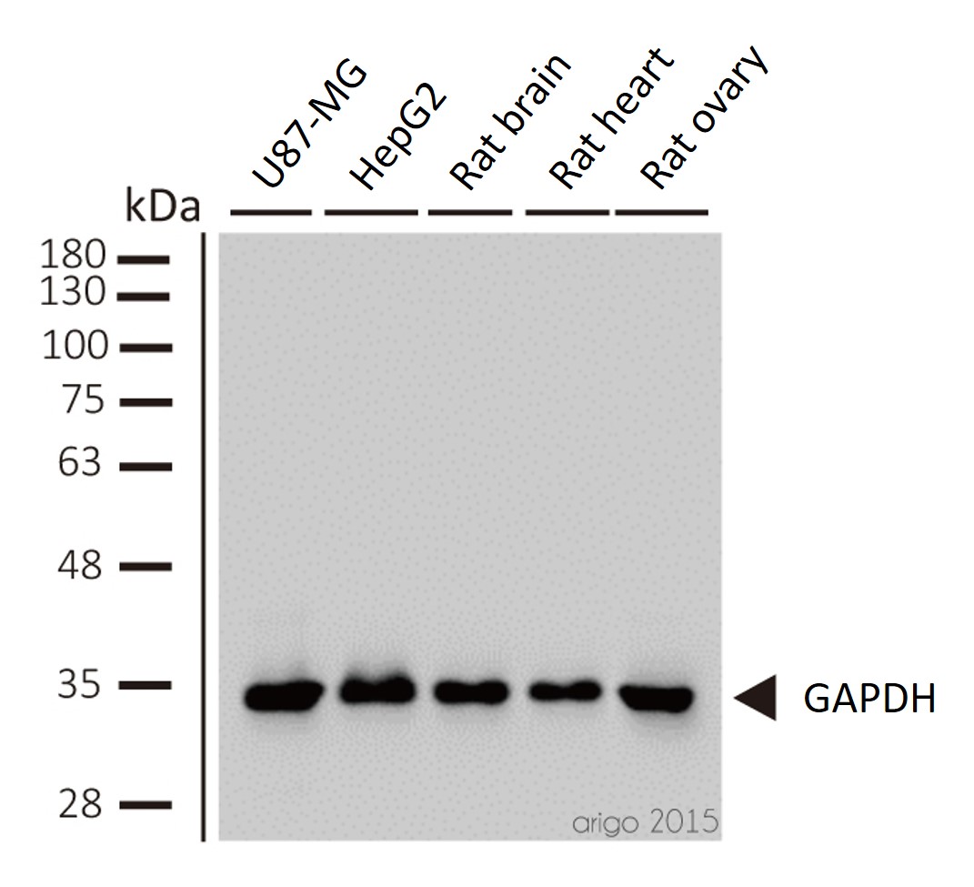 Western blot: 1) U87-MG 2) HepG2 3) rat brain 4) rat heart 5) rat ovary stained with ARG10112 anti-GAPDH antibody [6C5] at 1:2000 dilution.